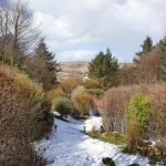 Garden in snow